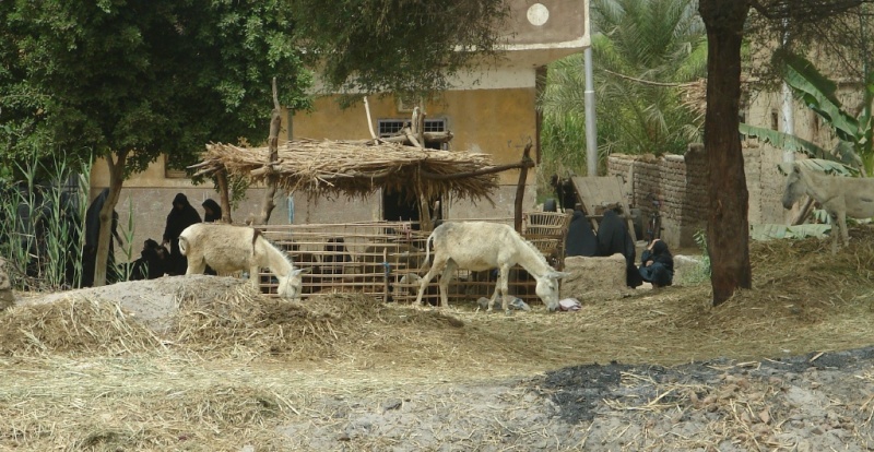 3. A village scene. Many live the same as centuries past.jpg